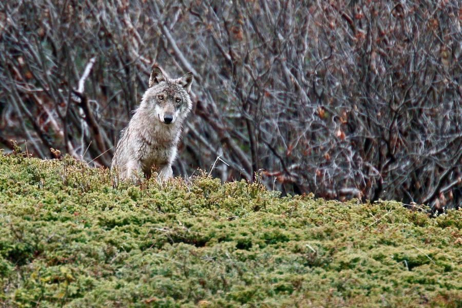Ciné Lautaret : 'Vivre avec les loups'