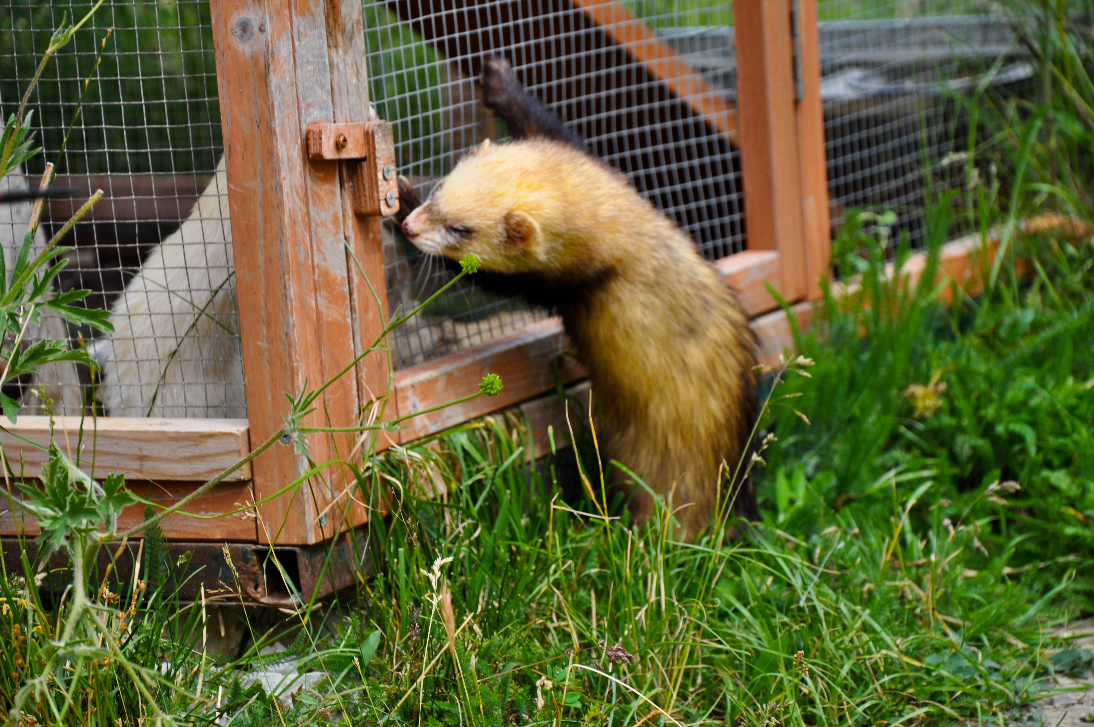Parc animalier La Vallée Sauvage