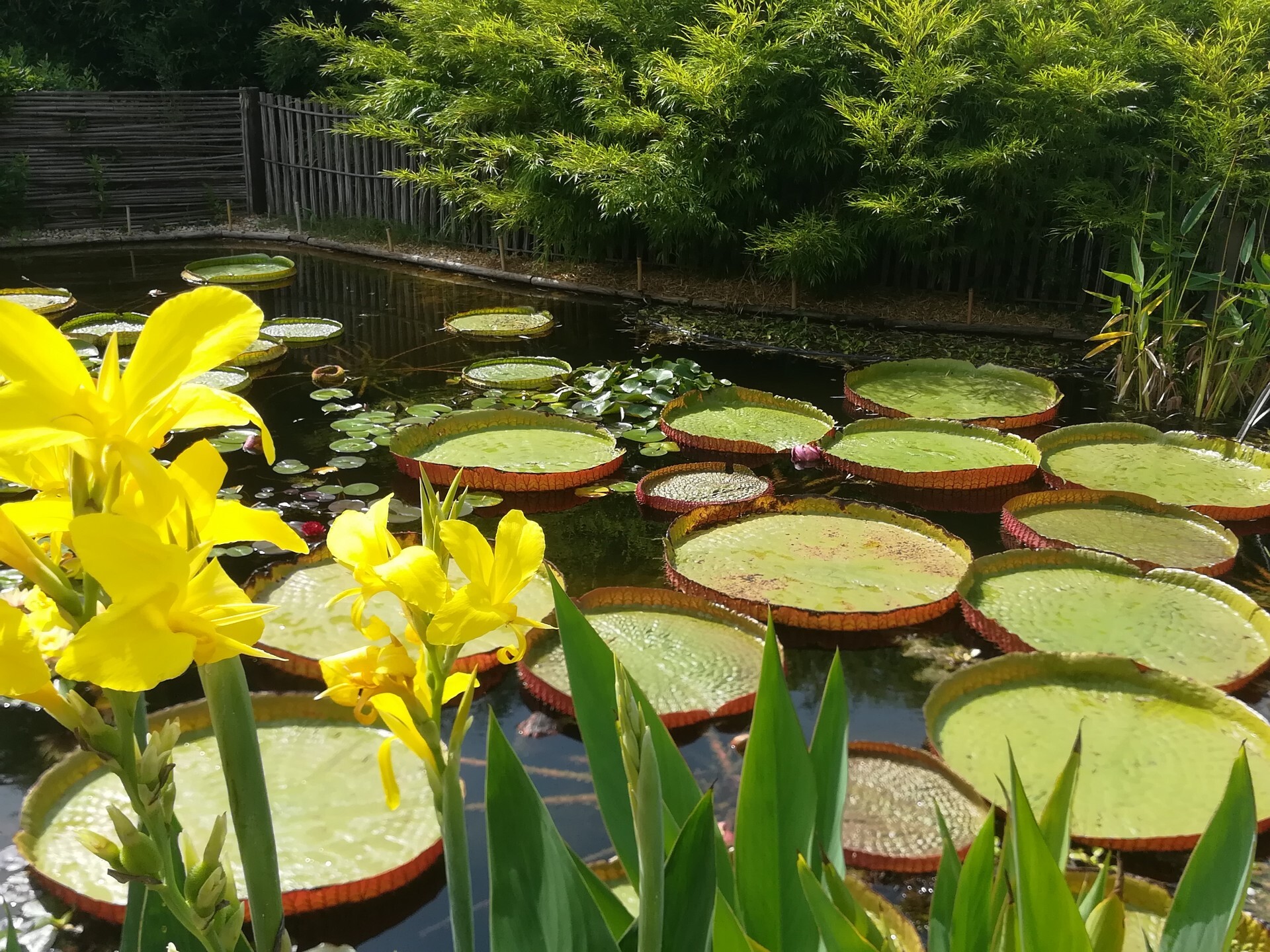 Bambous en Provence - photo 2