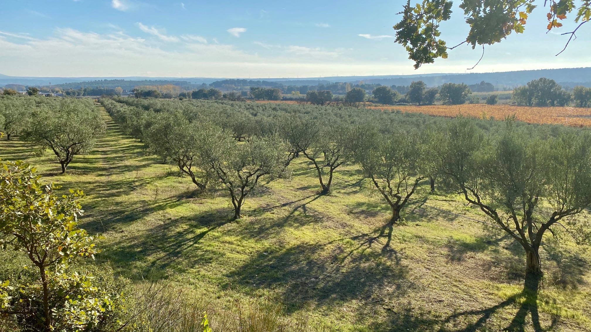 Domaine de Camaïssette - photo 4