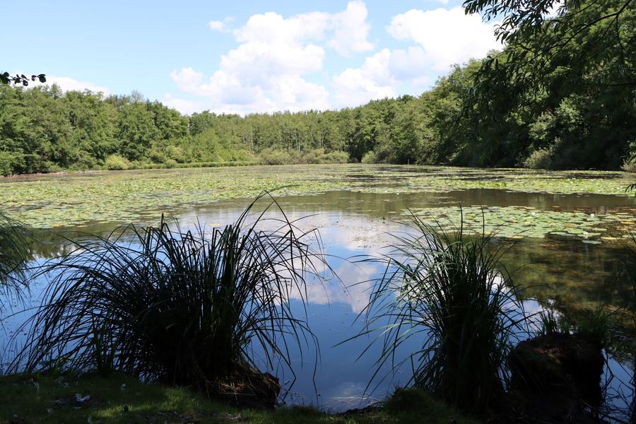 Réserve Naturelle Régionale des étangs de Mépieu - Creys-Mépieu