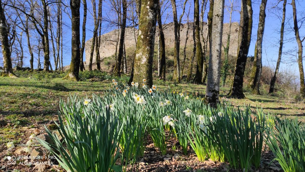 Narcisses dans la basse-cour Château de Saint-Germain