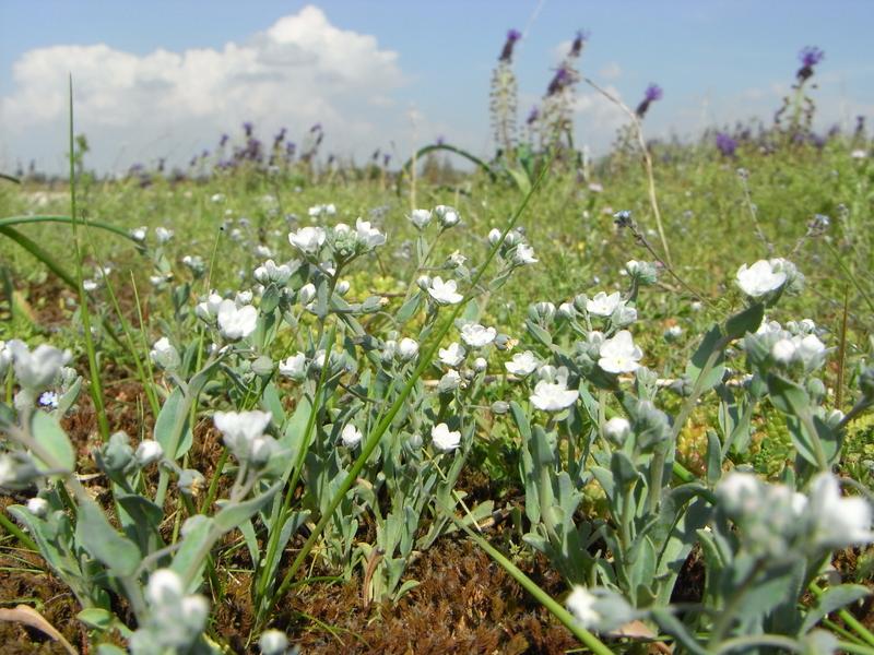 Omphalodes littoralis, une rareté d'intérêt européen