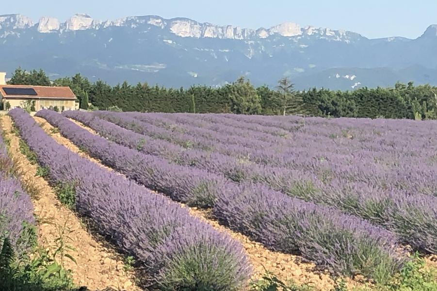 Aromabeille