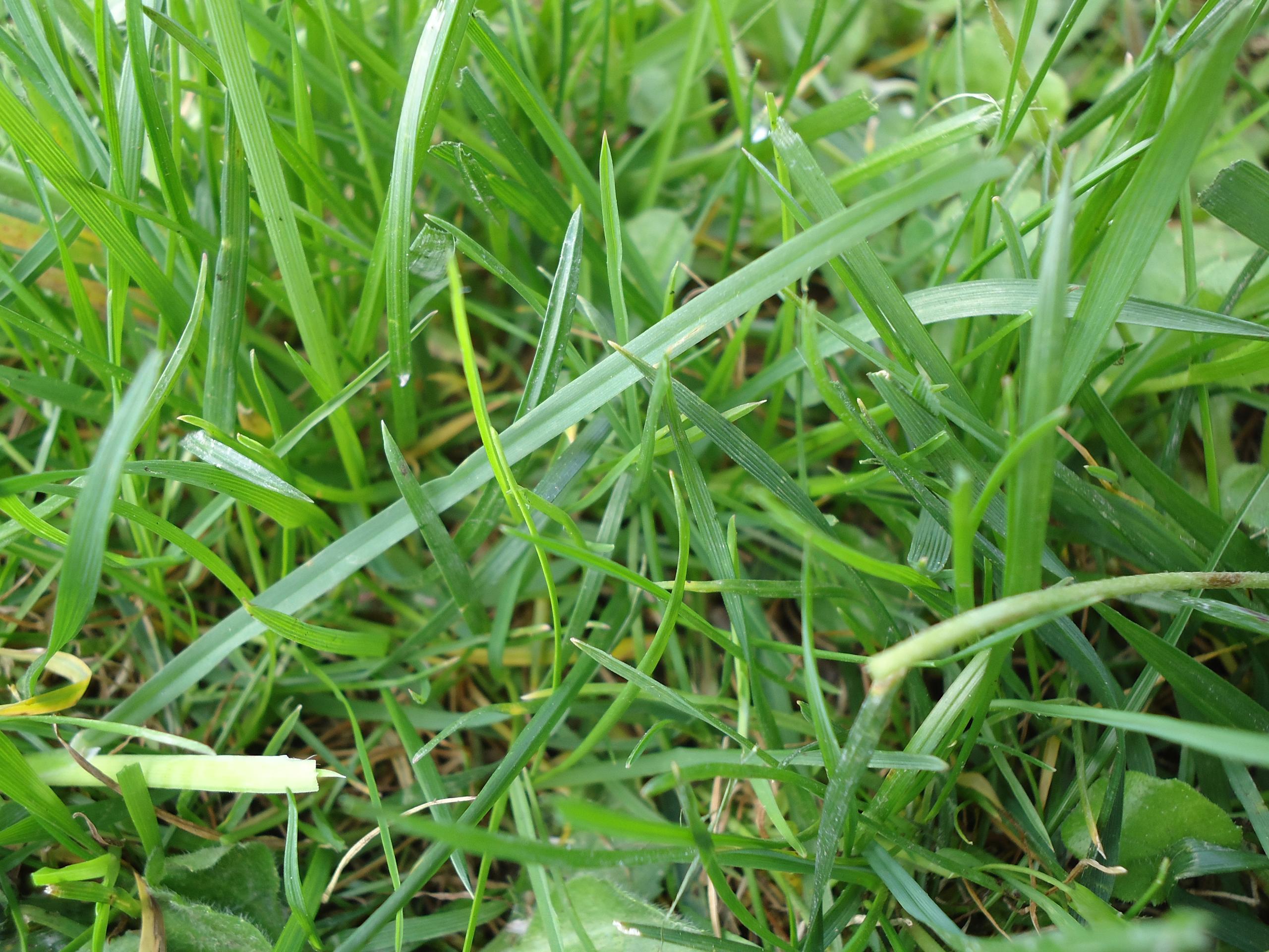 Les végétaux : ressources de mon jardin