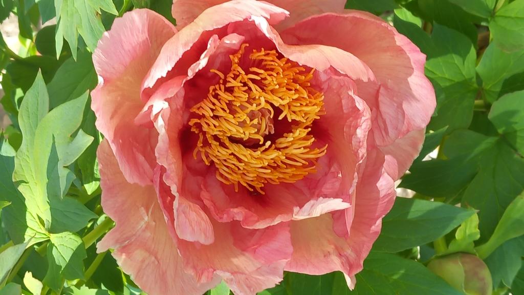 Senteurs et pivoines parcours botanique_Chabrillan