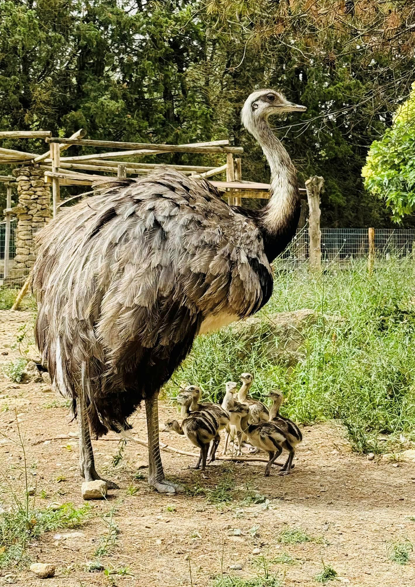 Parc Animalier - L'Arche de Méo, Mollégès - photo 5