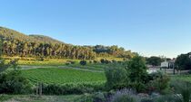 Vignoble
