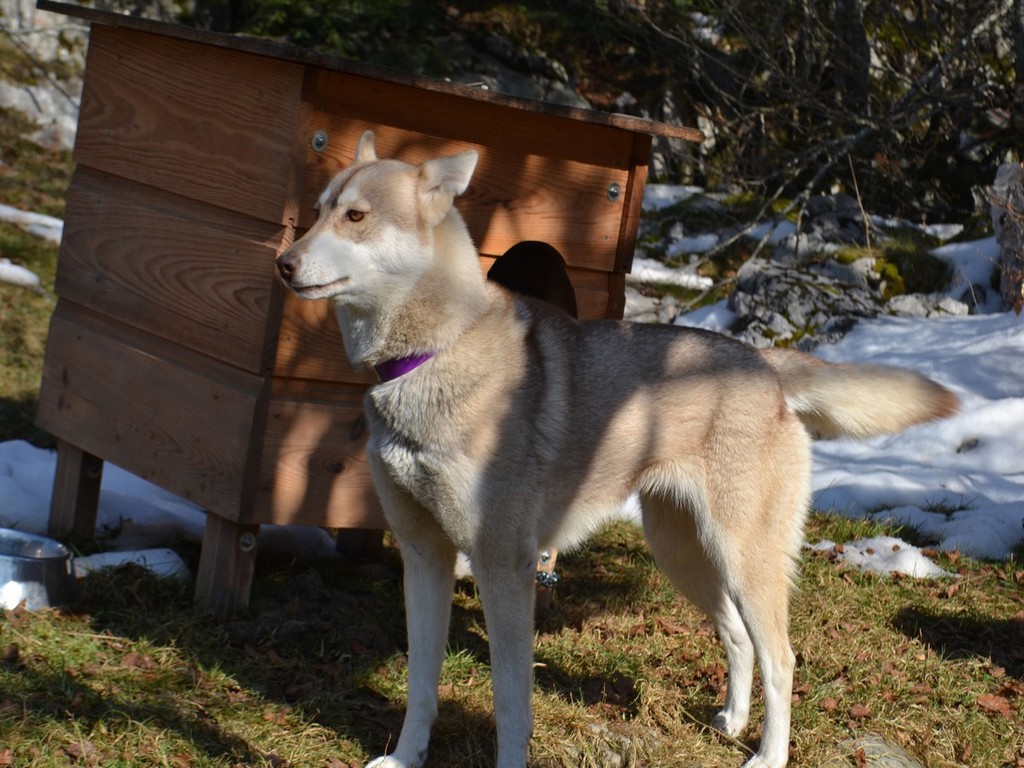 Cani-rando - Nordic'Espace