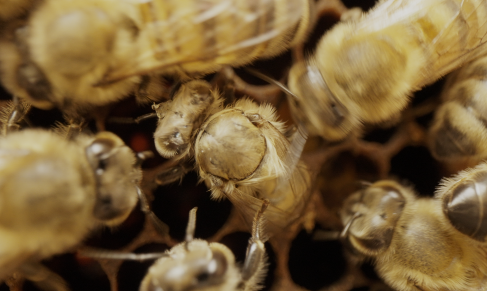 Visite de la Miellerie à la Ferme des Abeilles_Lagorce