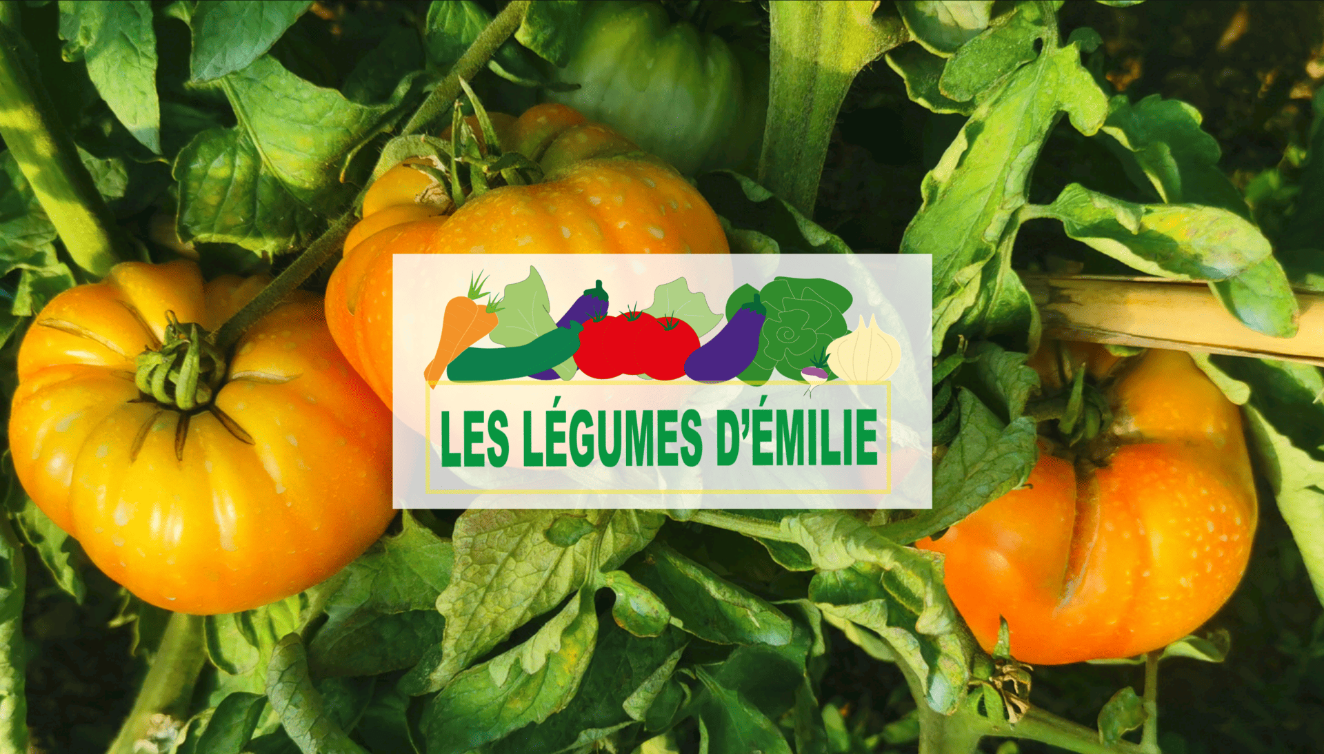 Les Légumes d'Émilie - photo 4