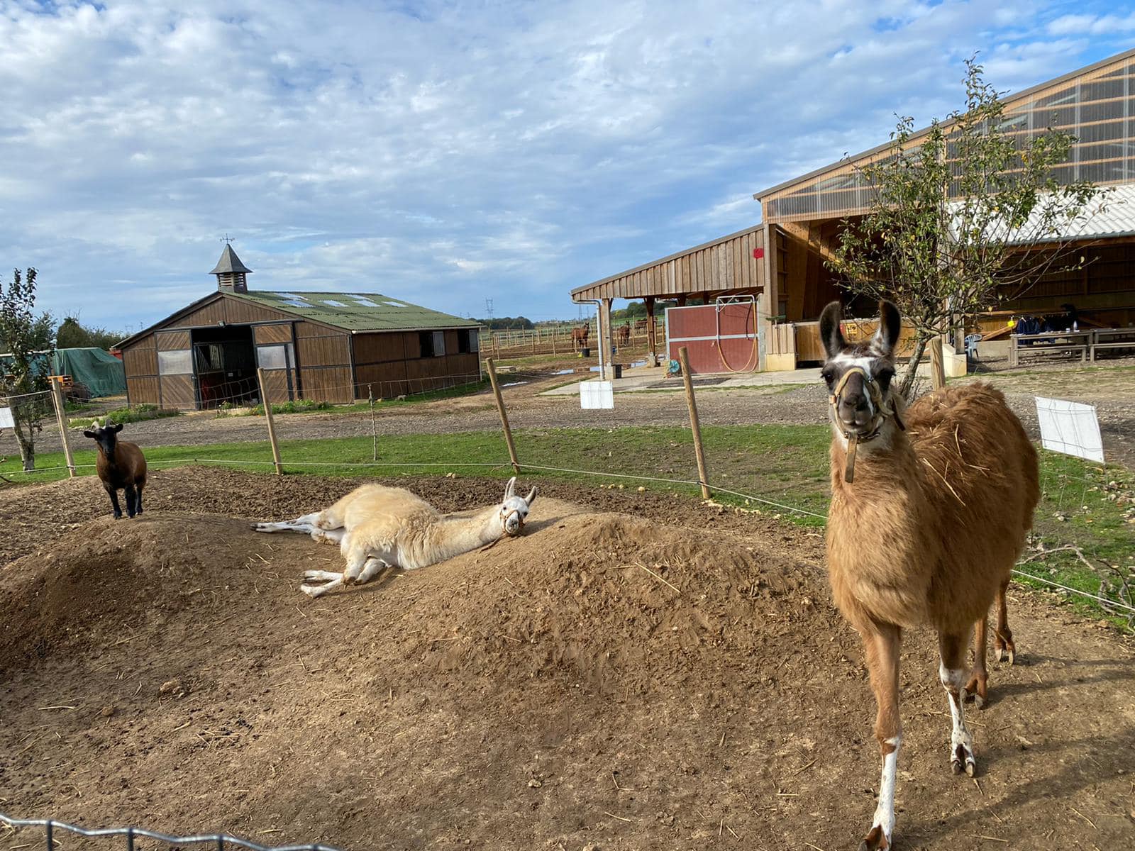 Lamas et chu00e8vre