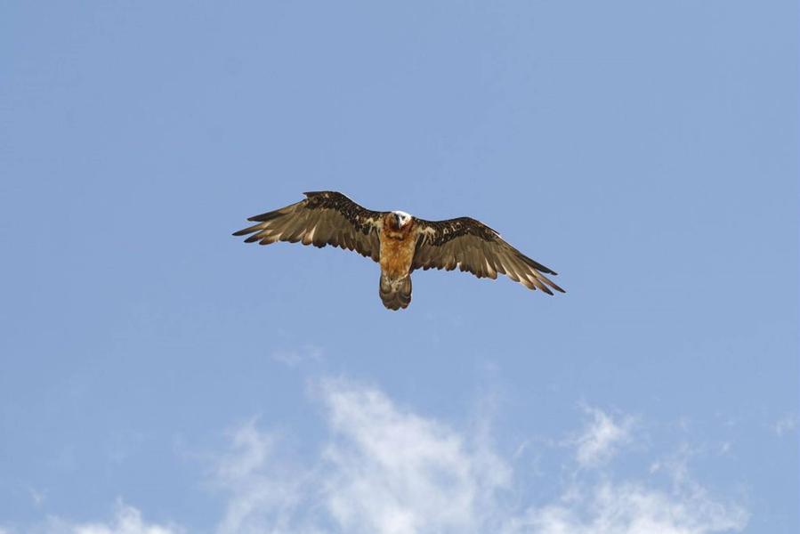 Comptage international des gypaètes barbus avec le Parc national des Ecrins