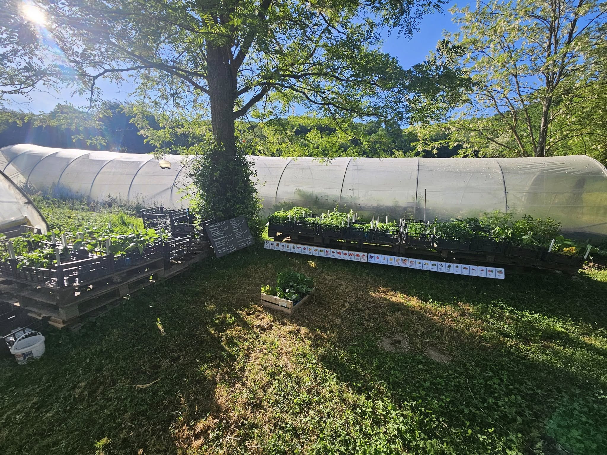 494203430_1235451388369741_8130703435012719890_n