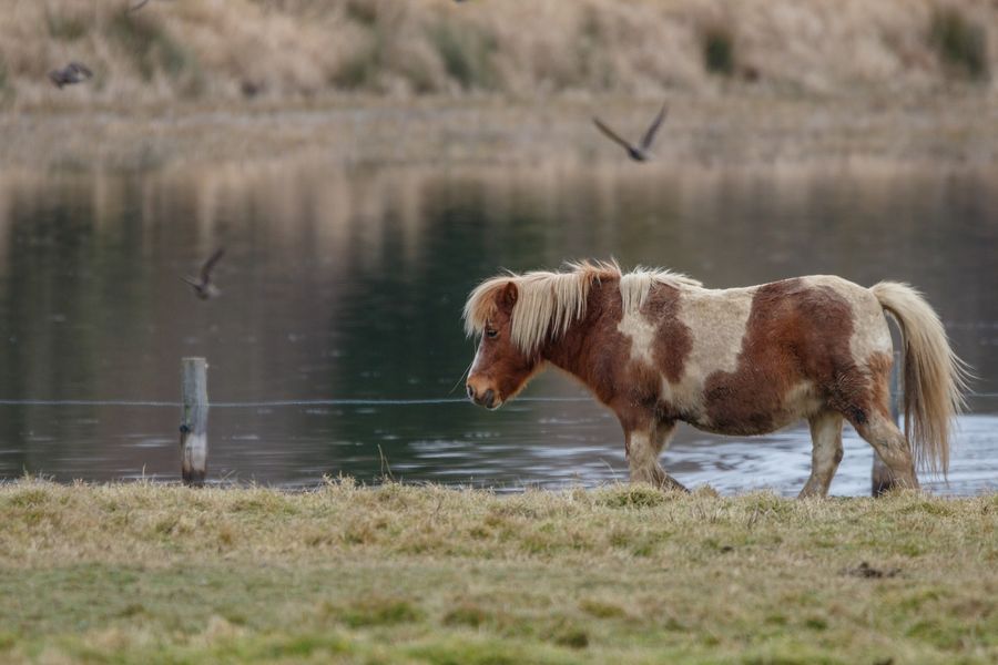 Poneys au bord d'un étangs