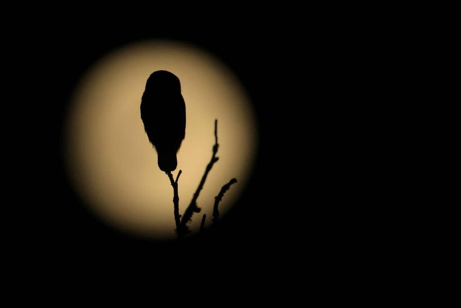 Conférence : la vie nocturne et le ciel étoilé