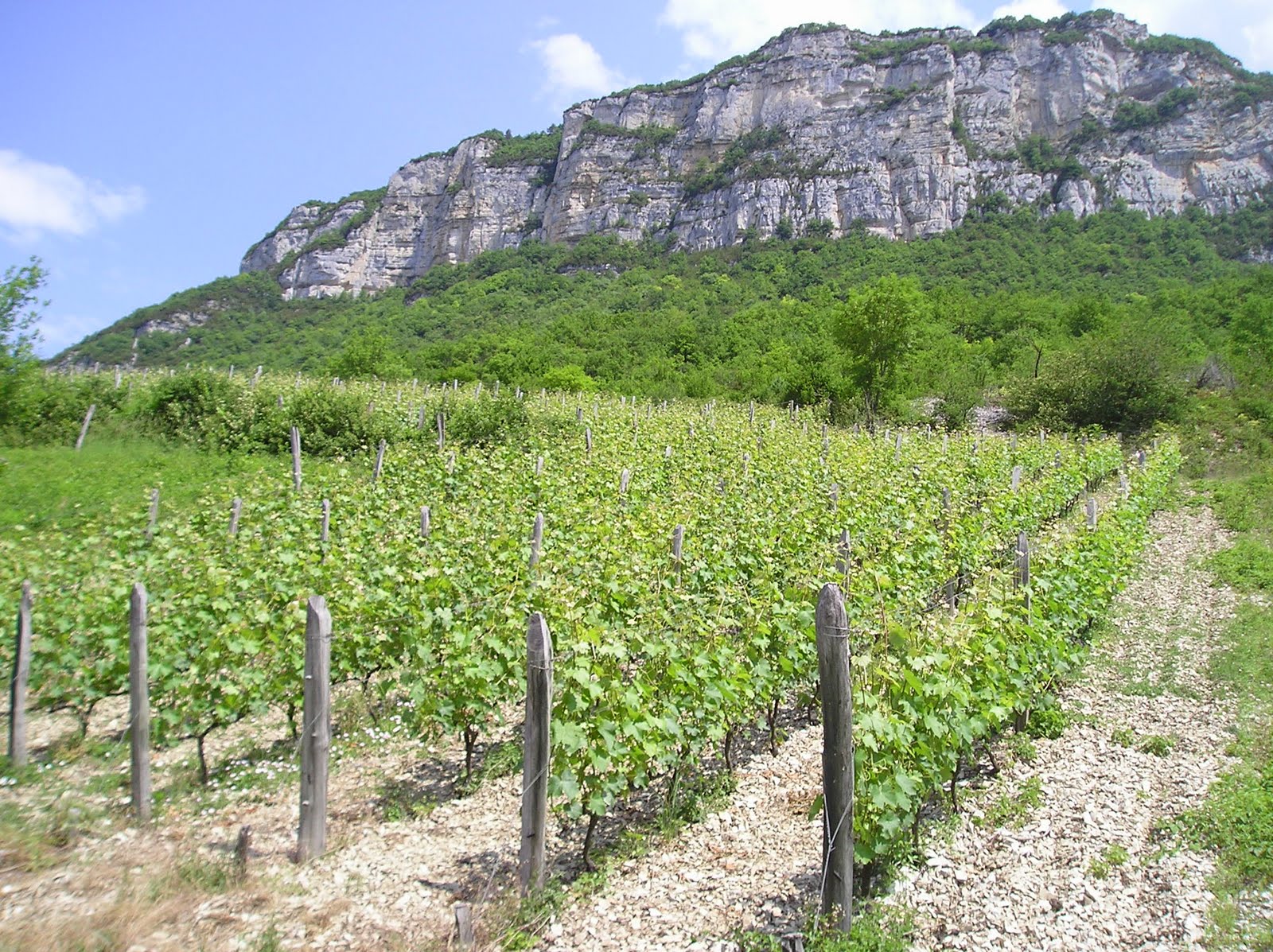 Les vignes des grangeons de l'Albarine