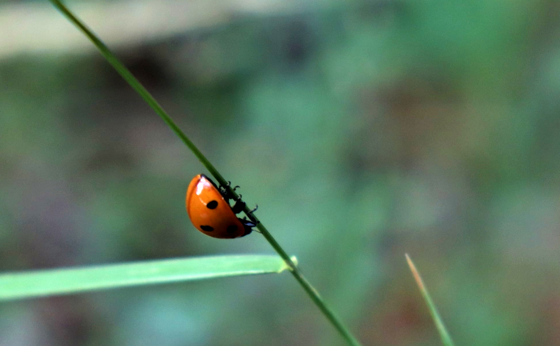 Animation nature - Le monde des minuscules