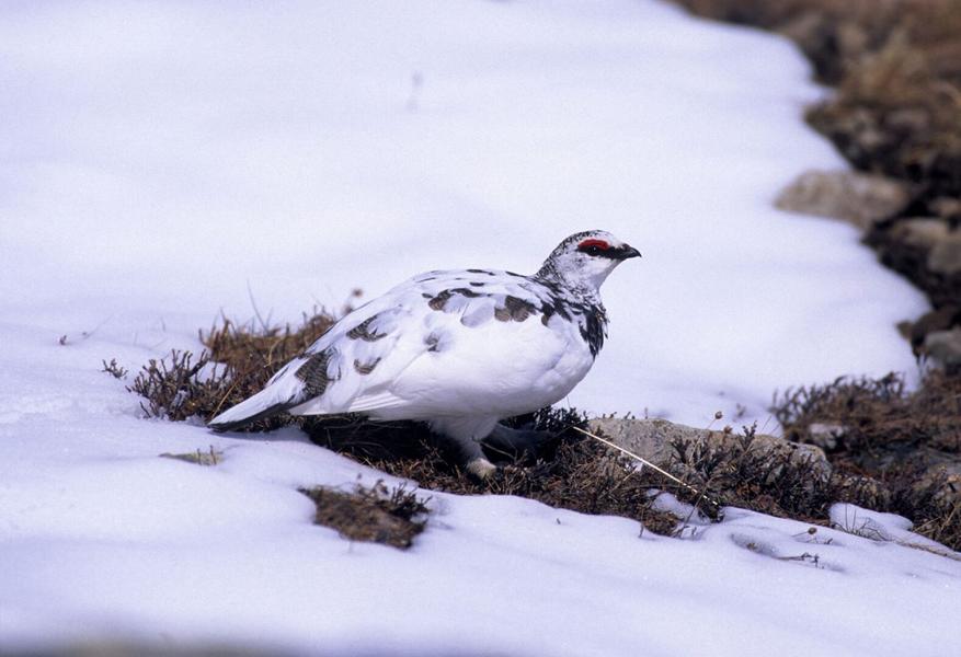 Les ateliers de Sophie_Le Monêtier-les-Bains - © PNE