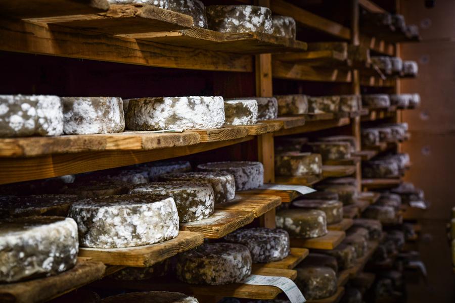 Production de fromage à la ferme_Cordon