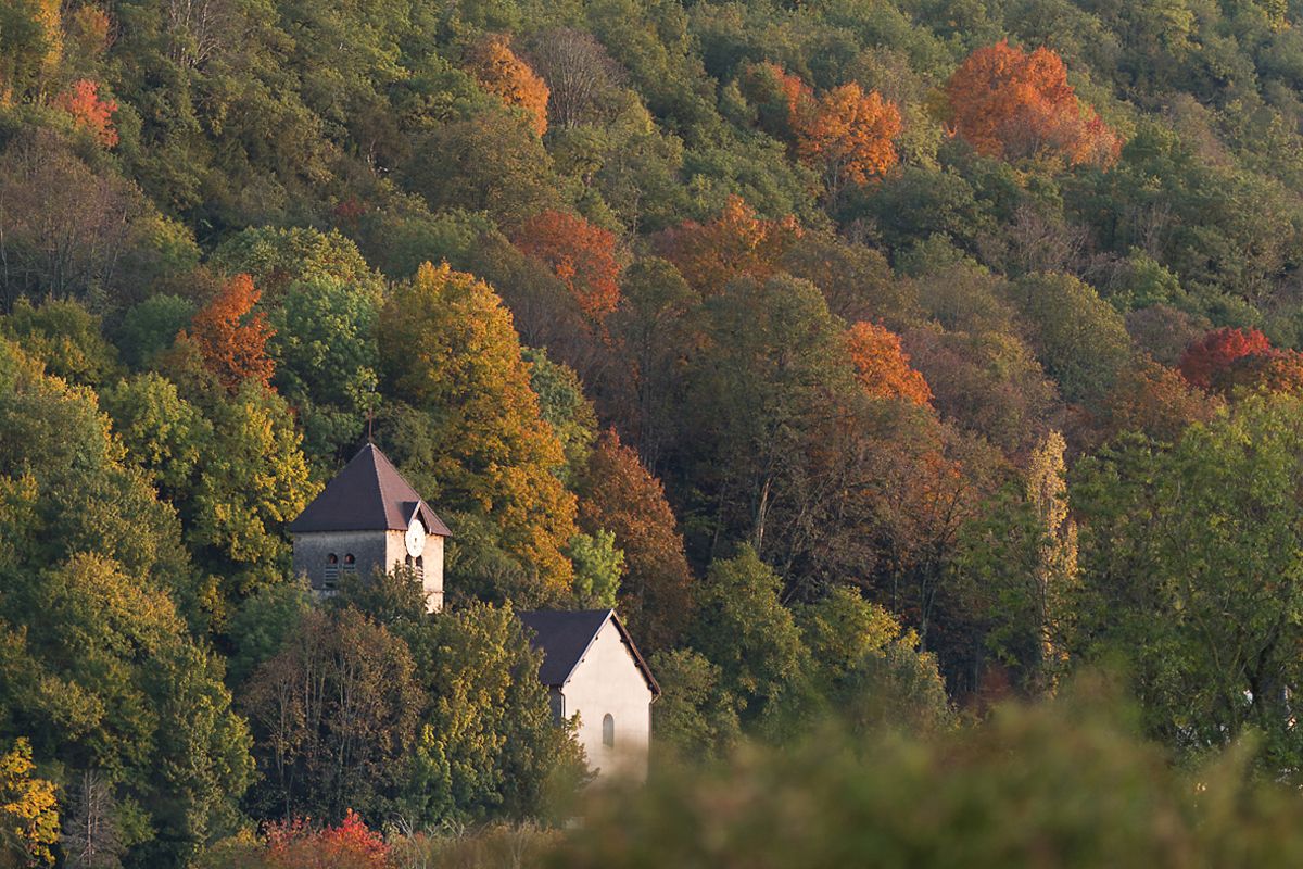 Forêt - ENS "Les Coteaux de Saint-Roch"