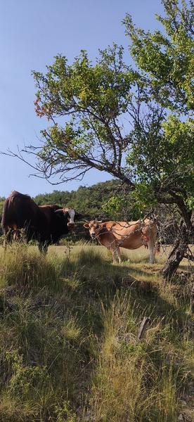 GAEC Dei Reïcampadis_Le Bourguet