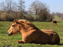 Balades à Poney - Domaine Equestre de la Goitière