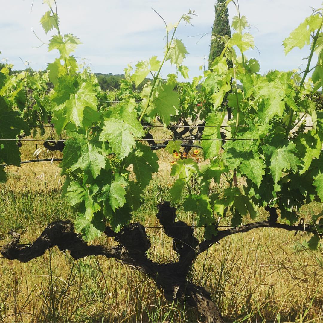 Domaine de Camaïssette - photo 5