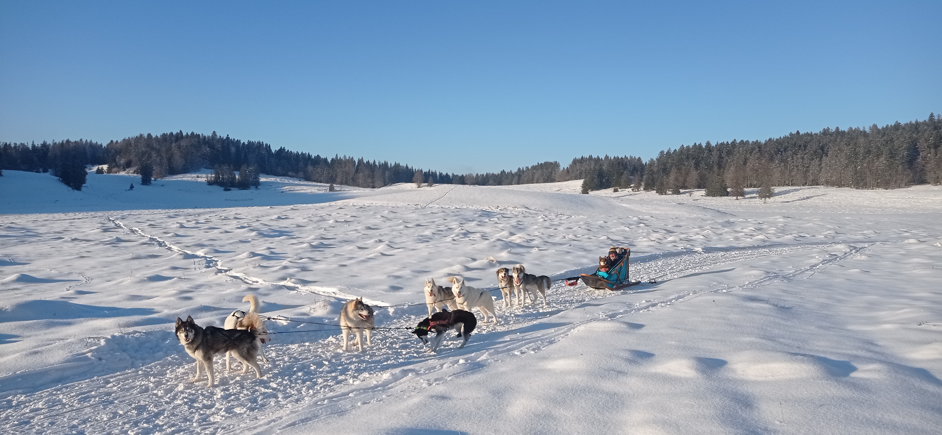 Baptme en traneau  chiens avec Symbiose