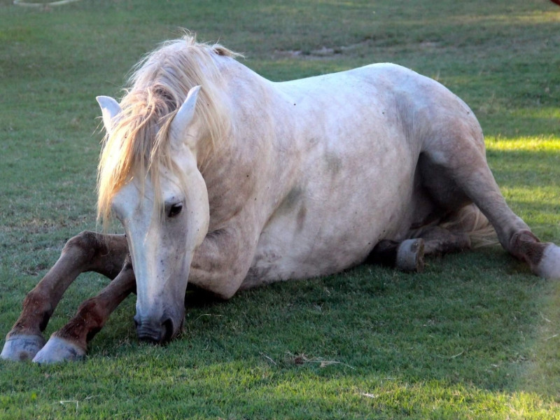 Les gîtes et chambres d&rsquo;hôtes de la bergerie d&rsquo;Alivon