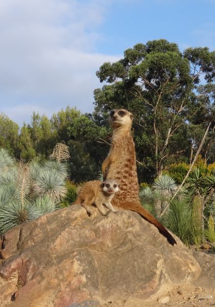 Jardin Zoologique Tropical