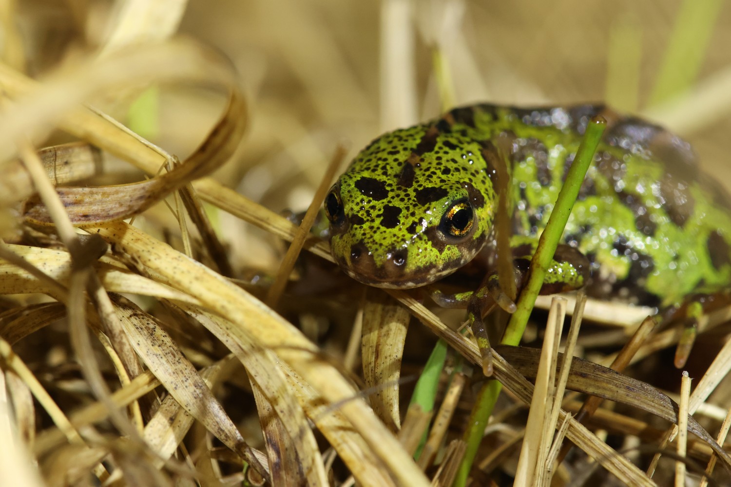 Les secrets de la forêt de Saint-Preuil