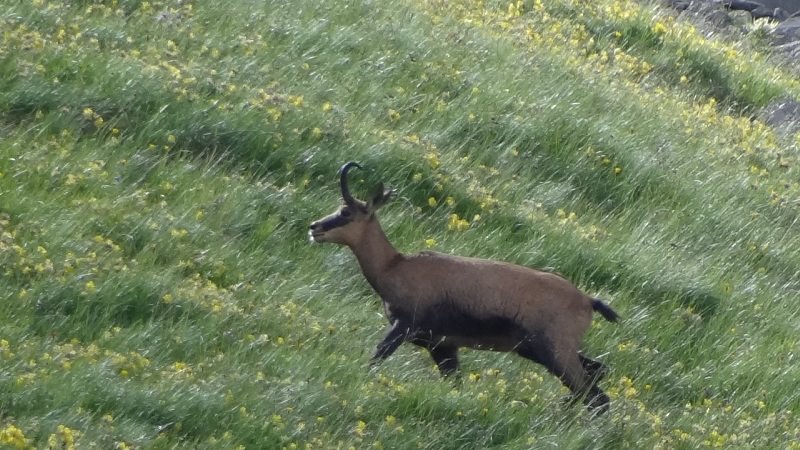 Chamois