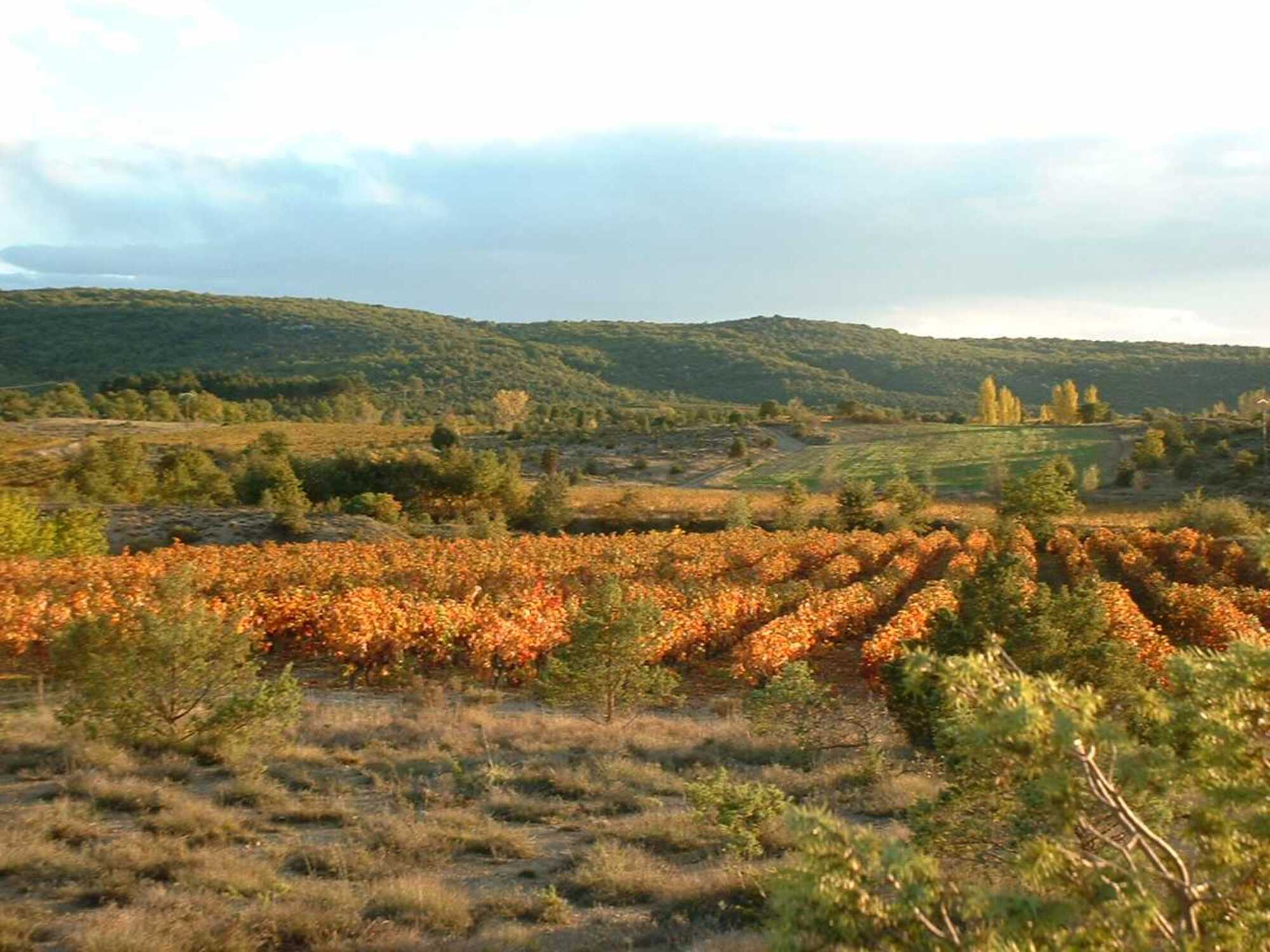 domaine de peyre brune 3