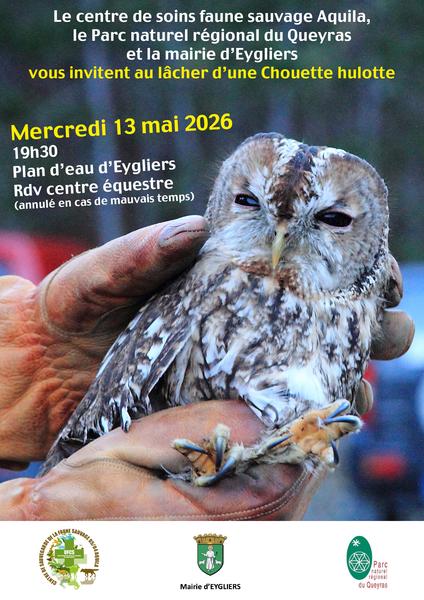 Lâcher d'une Chouette hulotte