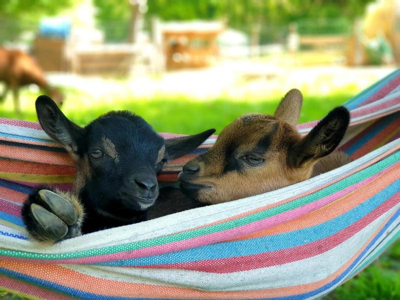 La mini-ferme Path'O Calme - Trept - Balcons du Dauphiné - Nord-Isère - à moins d'une heure de Lyon