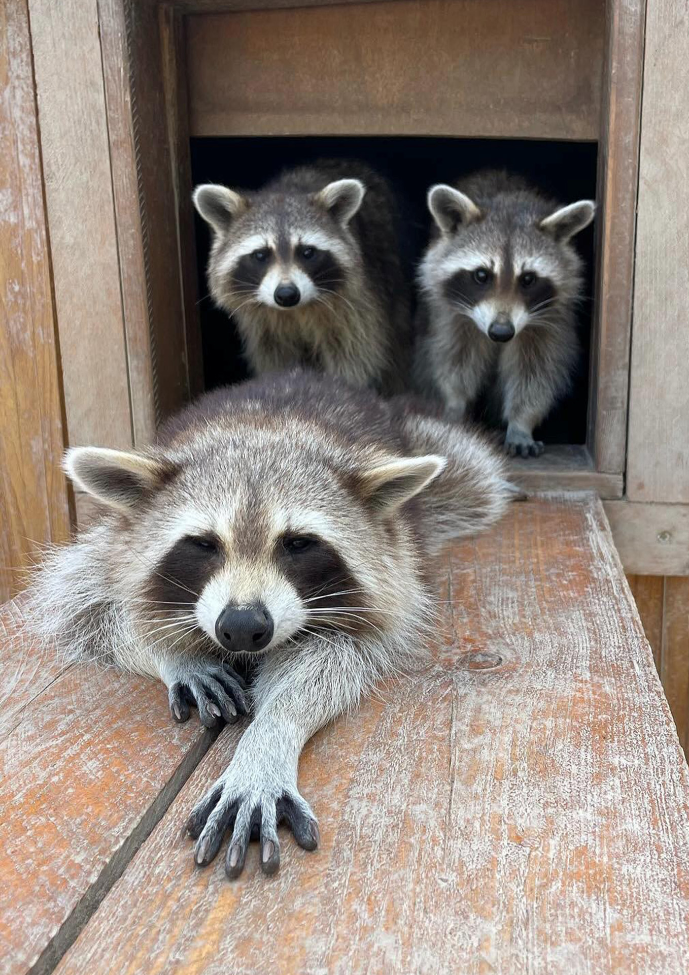Parc Animalier - L'Arche de Méo, Mollégès - photo 12