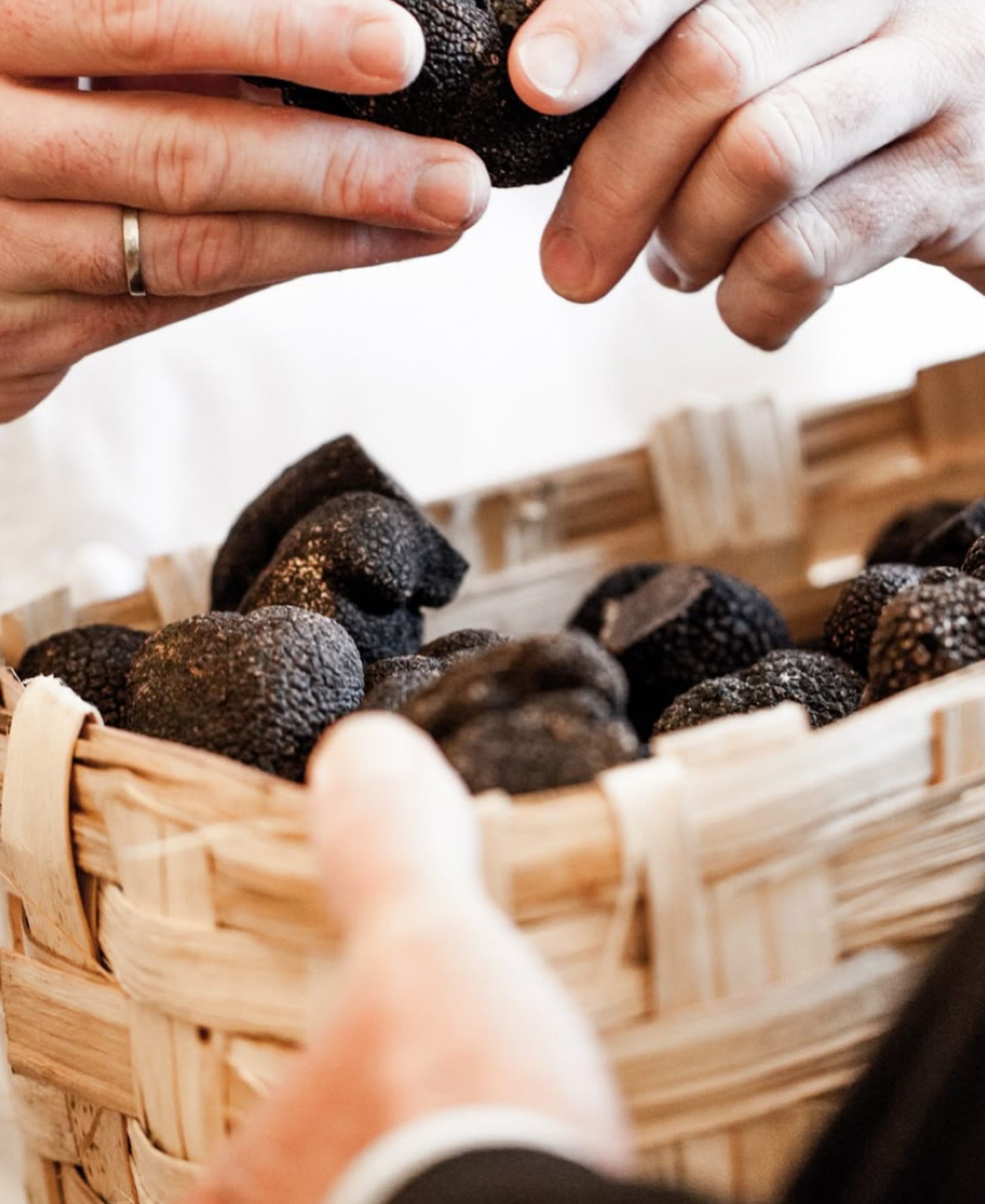 lebres truffes 6