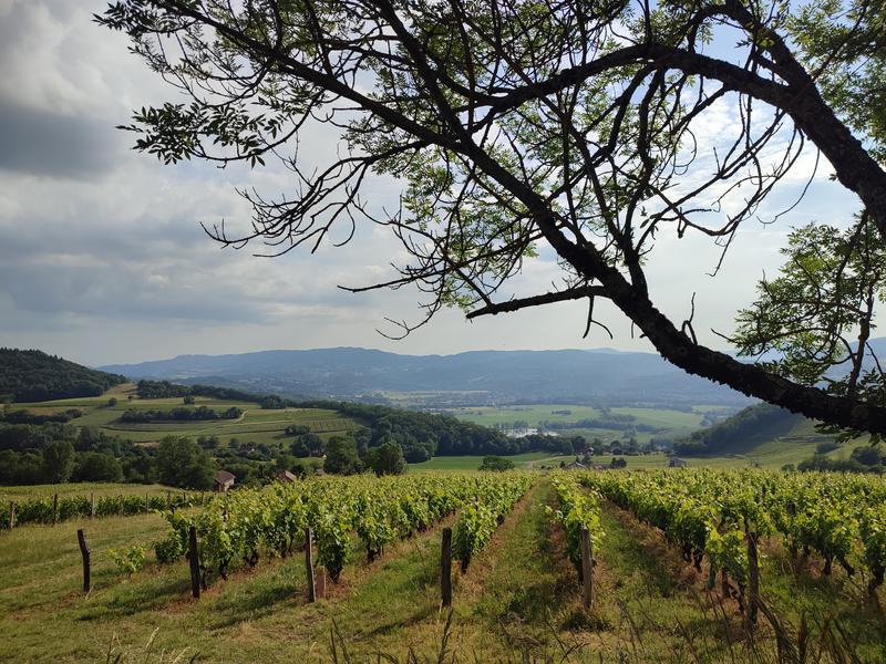 Circuit VTT n° 15 -  Le Mont de Lierre_Saint-Jean-de-Chevelu