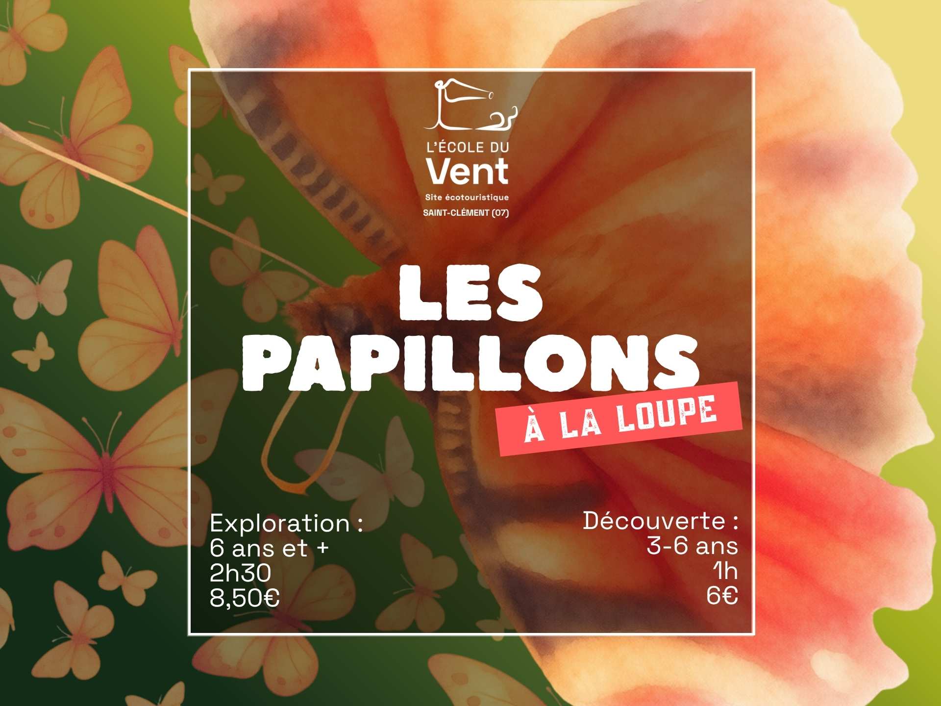 Les papillons à la loupe - Découverte
