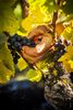 Vignes©DEJONGHE (2) Vendanges dans le vignoble saint-pourcinois Ⓒ DE JONGHE