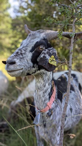 GAEC Dei Reïcampadis_Le Bourguet