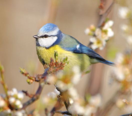 Découverte des chants des oiseaux