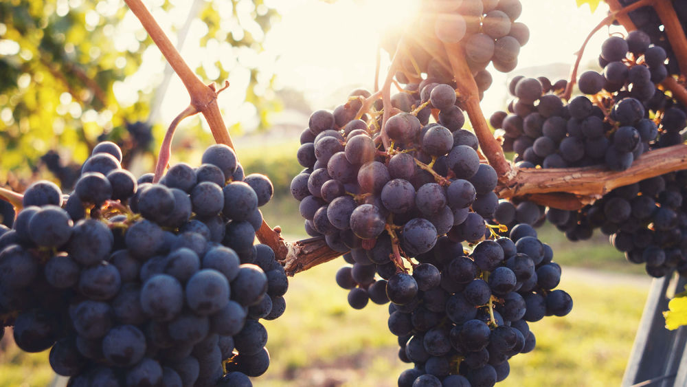 Bonne dégustation !