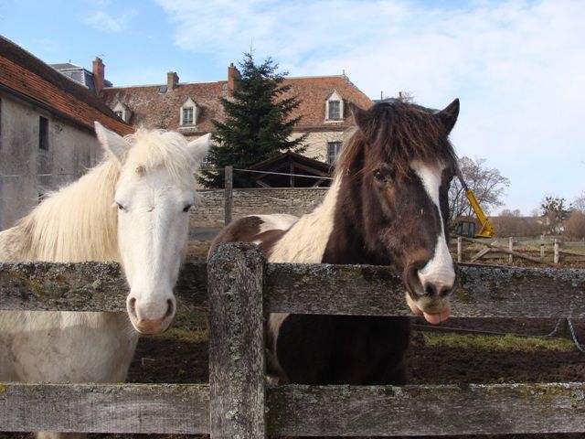 Poney Club des Écuries du Parc