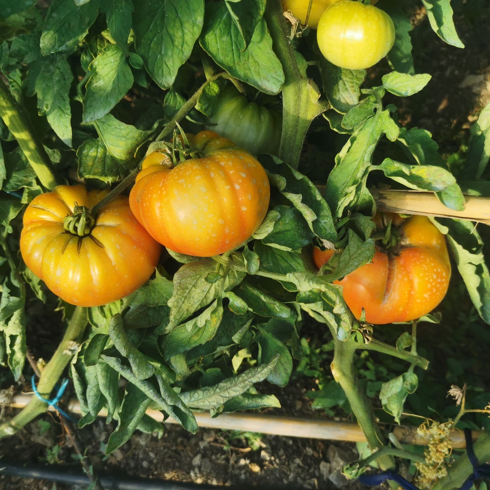 Les Légumes d'Émilie