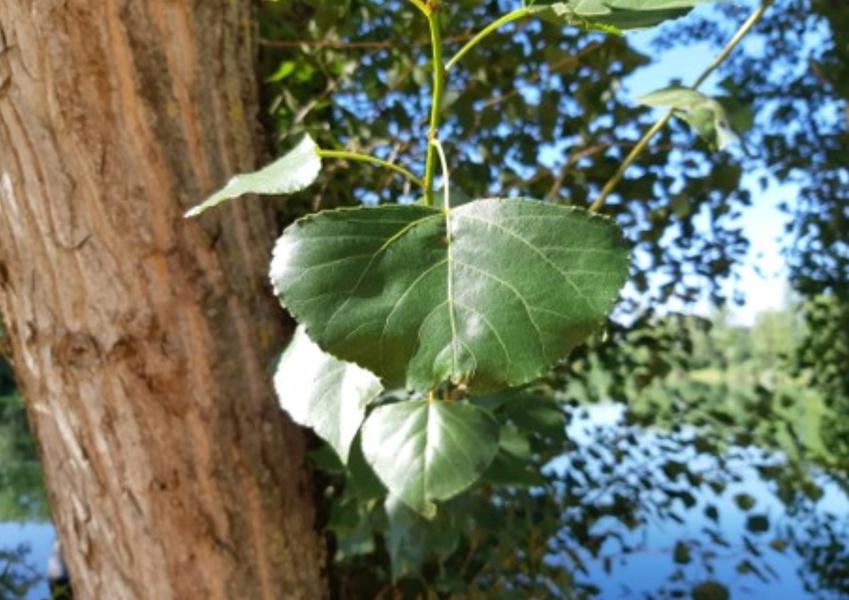 Balade cueillette de plantes sauvages avec Eddy BARDIN.