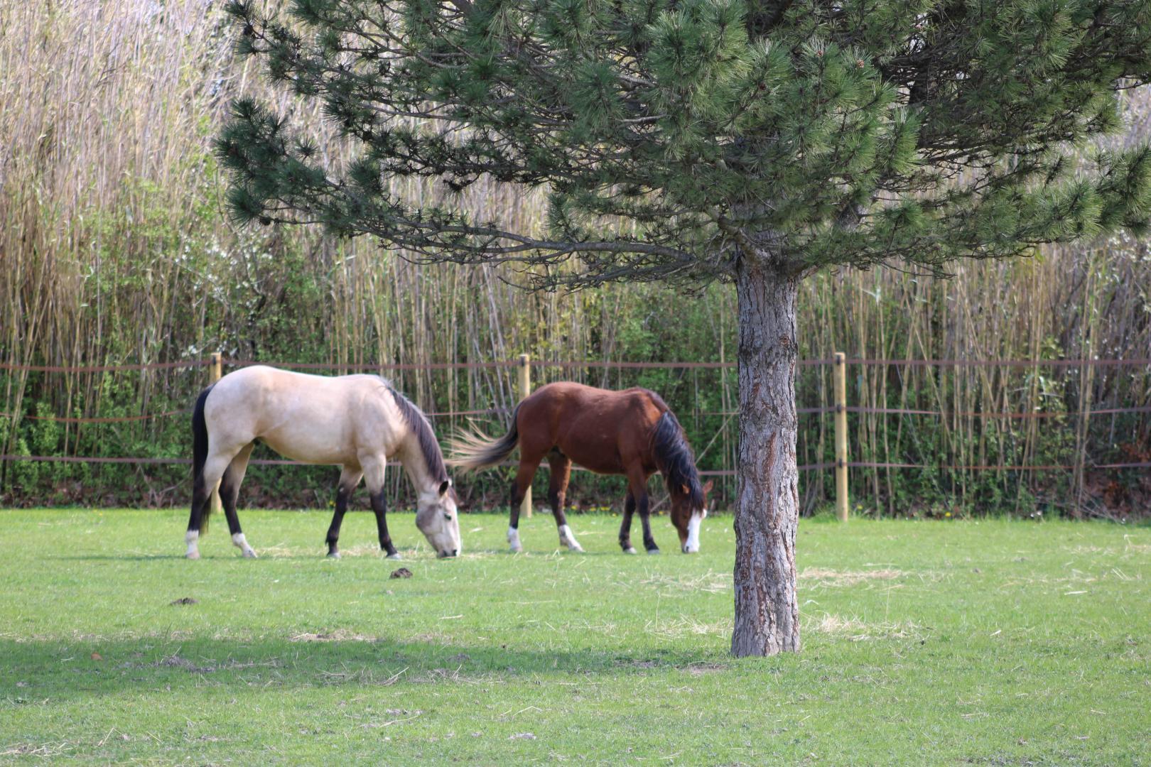 Le Mas des Fontaines, Châteaurenard - photo 34
