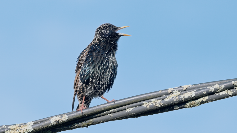 Extrait du film Rosette à la fenêtre