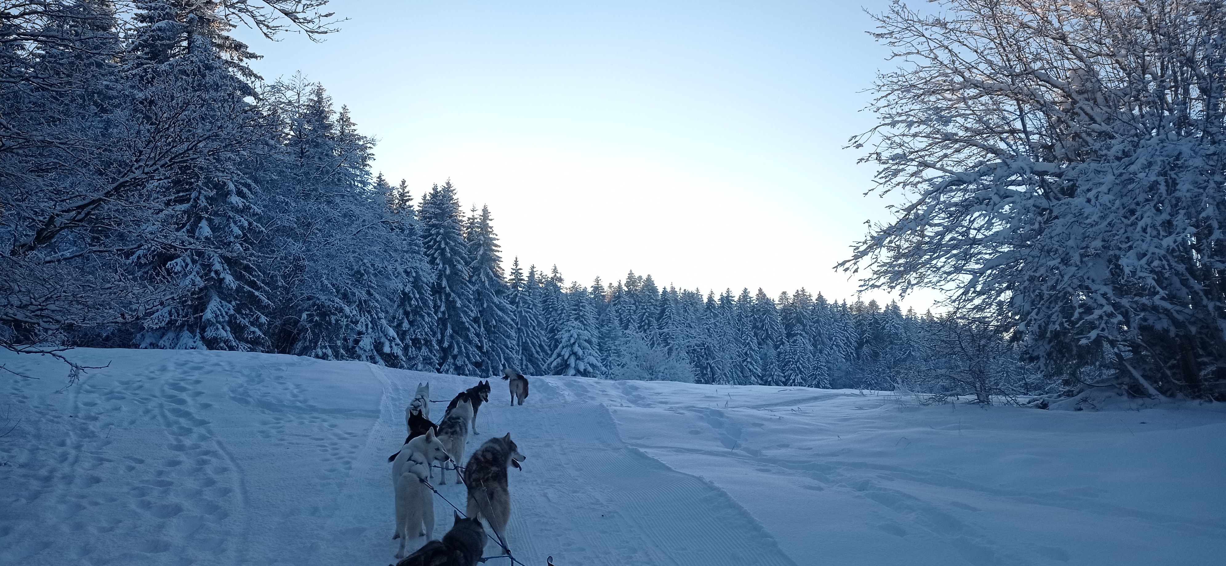 Baptme en traneau  chiens avec Symbiose